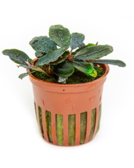 Bucephalandra  Sordida Blue  - en Pot